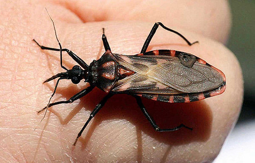 Parásitos causantes de la enfermedad de Chagas.