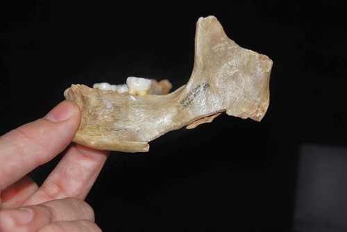 Una de las mandíbulas del conjunto de huesos humanos de la cueva de Gough. IPHES