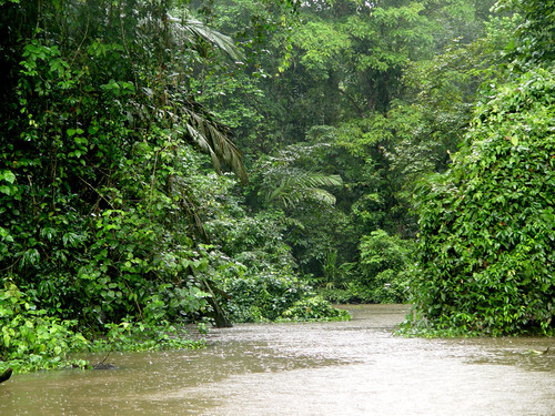 Selva de Costa Rica.