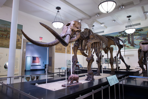 Fósiles de mastodonte del Museo Americano de Historia Natural/AMNH