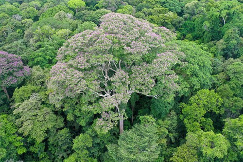 La corona de flores del Dipteryx oleifera, uno de los árboles más grandes de Isla Barro Colorado, Panamá/Evan Gora, STRI