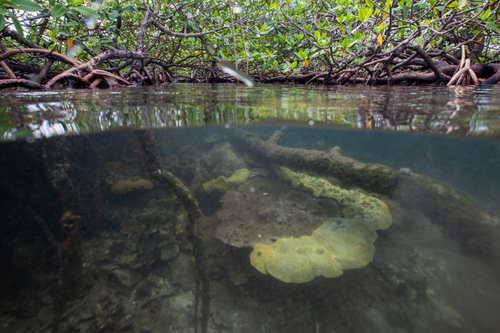 Corales en coexistencia con los manglares. / Jorge Alemán-STRI.