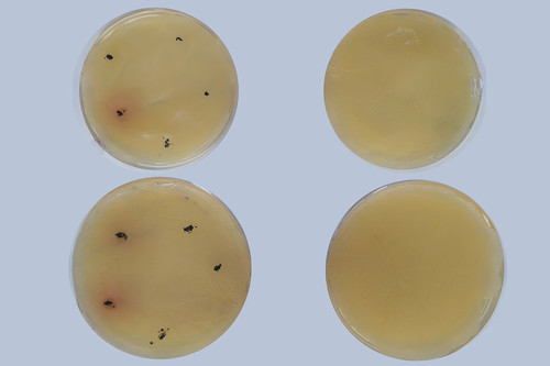 Muestras de las bacterias Staphylococcus aureus y Escherichia coli, con las que se hizo el estudio. Foto: Leydi Julieta Cárdenas Flechas, doctora en Ingeniería - Ciencia y Tecnología de Materiales de la UNAL.
