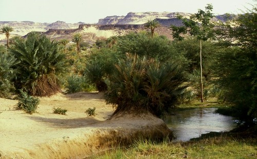 Oasis de Bilma (Níger). FOTO: Holger Reineccius.