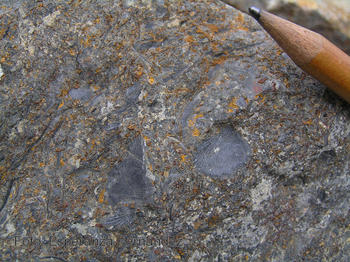 Roca formada por fragmentos de numerosos organismos que se instalaron en el fondo marino y cuya destrucción permitió el inicio de la formación del arrecifes, en Araúz (Palencia).