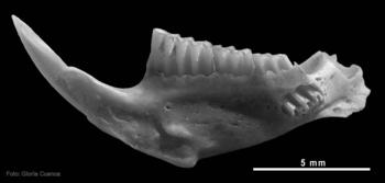 Mandíbula de la especie de rata de agua del Pleistoceno inferior 'Arvicola jacobeus'.