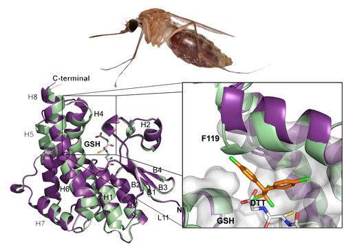 Composición del mosquito de la malaria. Imagen: CSIC.