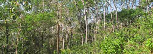 Bosques secundarios en la península de Nicoya. FOTO: CATIE