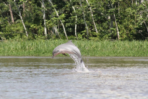 Delfín de agua dulce/F. da Silva VM