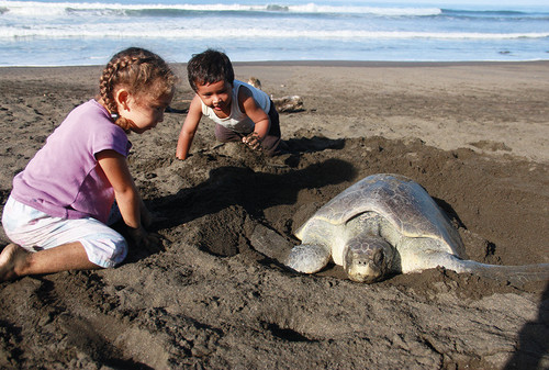 Playa Ostional, en Santa Cruz de Guanacaste, es el principal sitio de anidación y reproducción de la tortuga lora/Anel Kenjekeeva.