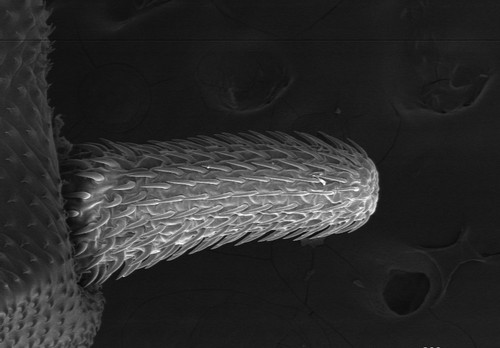 El parásito 'Corynosoma cetaceum'. Posee una trompa o probóscide armada con ganchos o espinas con la cual se fijan al intestino de peces y otros hospedadores como anfibios, reptiles, aves y mamíferos.