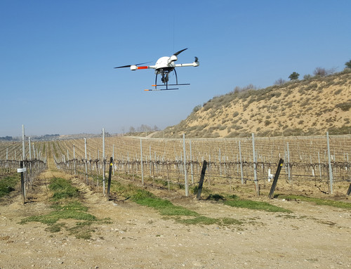 Un dron sobre viñedos. Foto: CSIC.