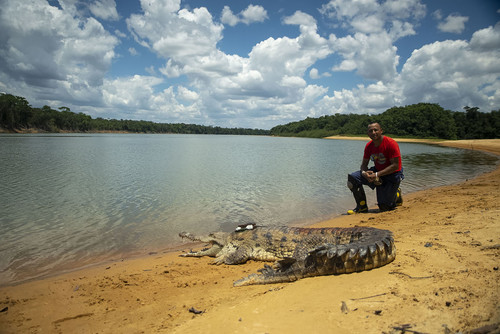 Los 14 cocodrilos se liberaron en el río Tomo, del Parque Nacional Natural El Tuparro. Foto: Televisión UNAL.