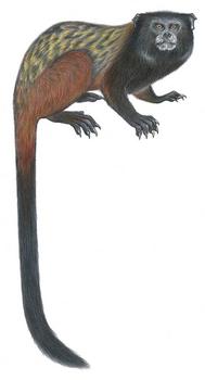 Interpretación artística del mono tamarino 'Saguinus fuscicollis mura', que habita en la región noroeste del Amazonas brasileño. (Dibujo de Stephen Nash)