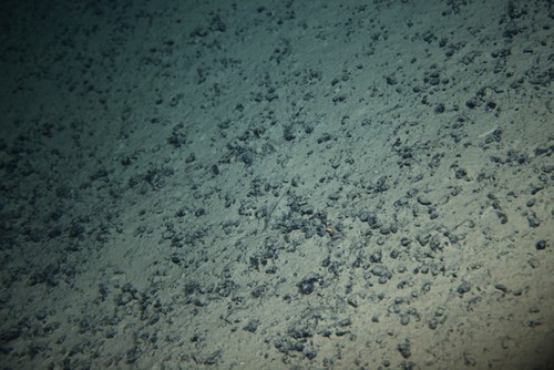 Nódulos polimetálicos: imagen tomada desde el sumergible de investigación Shinkai 6500, de Jamstec (Japón), a 4.200 metros de profundidad, a lo largo de la costa sudeste-sur de Brasil.