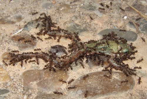 Un grupo de hormigas argentinas ataca a un ejemplar de anfibio juvenil en Doñana./Elena Angulo 