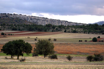 Vista de sabinas en el Lugar de Interés Comunitario situado entre las localidades sorianas de Ciria y Borobia.