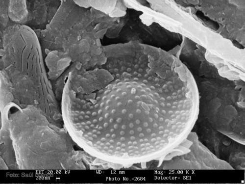 Diatomea fotografiada con un microscopio electrónico de barrido.