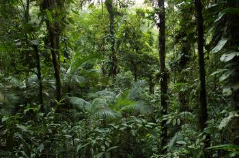 Bosque pluvial ombrófilo (Mata Atlántica) bien conservado en la costa Sureste de Brasil. ./ Pedro Jordano.