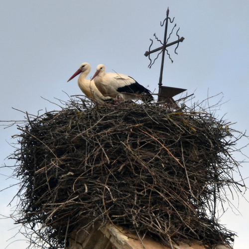 Cigüeñas blancas en invierno, en el nido de Languilla. (Fotografía: José Manuel Boy Carmona)