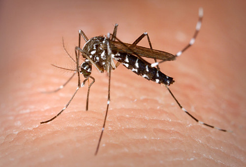 Aedes aegypti. FOTO: STRI