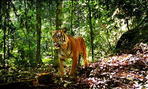 Tigre en Sumatra/Matthew Scott Luskin.