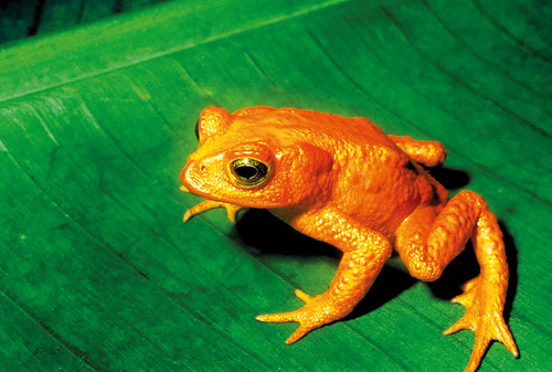 El sapo dorado (Incilius periglenes), icono de Monteverde, fue avistado por última vez en 1989/UCR