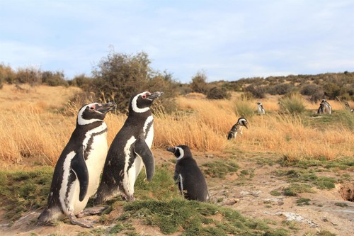 Pingüinos de Magallanes/Takashi Yamamoto