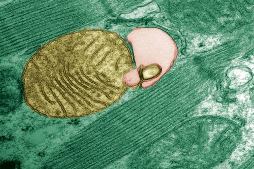Una mitocondria al ser envuelta por el autofagosoma; crédito: Júlio C. B. Ferreira/USP.