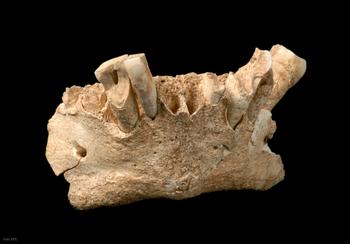 Imagen de la mandíbula hallada en el yacimiento de Sima del Elefante.