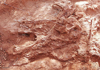Costillas del Rebaquisáurido en la excavación.