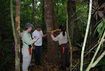 Investigadores de la Universidad de Cincinnati y Guatemala esperan encontran en los bosques actuales patrones de distribución de los árboles que reflejen el uso que los mayas hacían de ellos. (Foto: David Lentz/Universidad de Cincinnati)