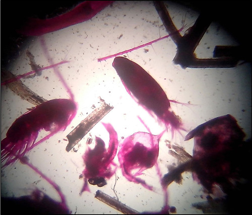 Copépodos (Gaetanus tenuispinus) y larvas crustáceos (Uca sp.), muestra de plancton, aumento 4X. (Foto: Jeferson Samboní Perafán, 2015) 