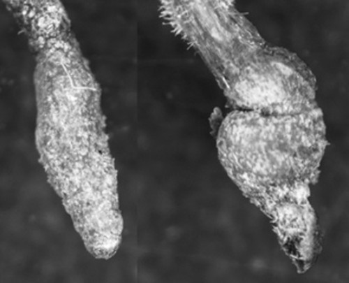 Síntomas en la raíz a causa del parasitismo de nematodos. Imagen: F. Descubre.