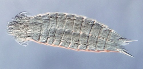 La especie 'Echinoderes brevipes', tomada con microscopía óptica diferencial de contraste de interferencia/Diego Cepeda.