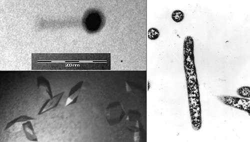 Imagen por microscopía electrónica del virus (arriba izq.); bacteria antártica Bizionia argentinensis (der.)¸y cristales de la proteína del virus (abajo izq.) resuelta por los investigadores.