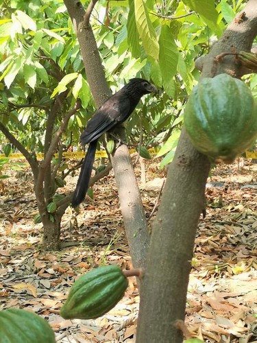 Una ave en el árbol del cacao. / Carolina Ocampo Ariza.