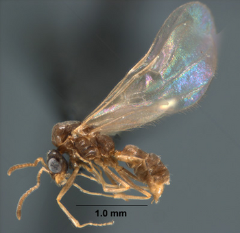Hormiga del género Forelius