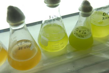 Cultivos de microalgas para la producción de biocombustibles.