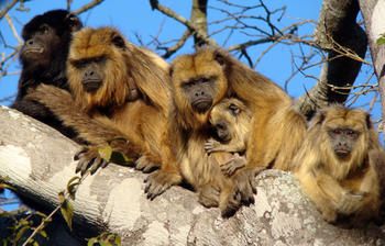 Monos aulladores negros y dorados. Foto: Gentileza investigadora.