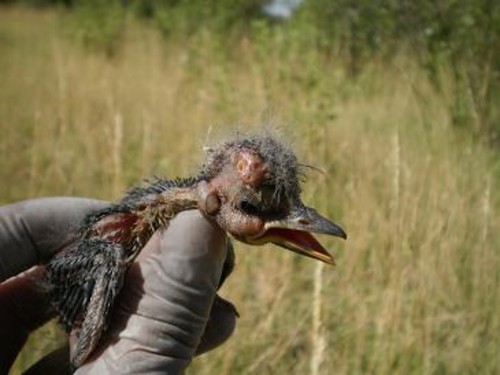  Por el cambio climático y la deforestación, hay más parásitos en aves. FOTO: Argentina Investiga.