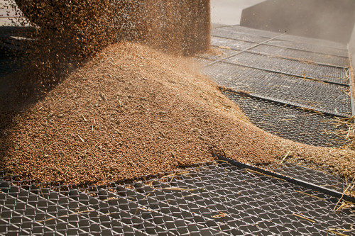 Granos de trigo en la cuadrícula de Silo