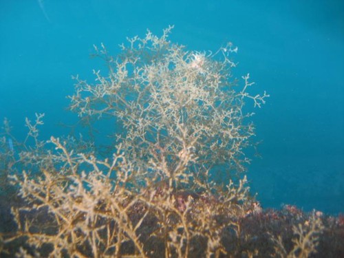 El briozoo 'Amathia verticillata'/Dan Minchin/Marine Organism Investigations 