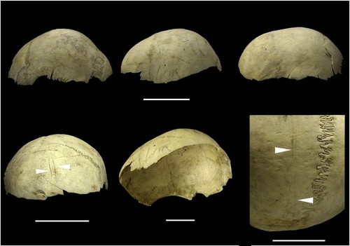 Cráneos copa procedentes de la Cueva del Mirador en Atapuerca - Palmira Saladié/IPHES.