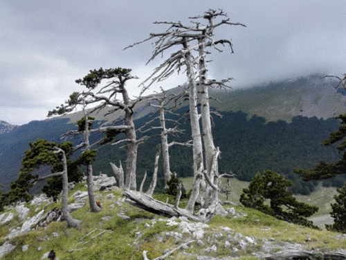 Árboles ancianos de 'Pinus heldreichii' en el PN del Pollino (sur de Italia)/Gianluca Piovesan