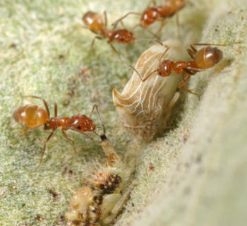 Colonia de hormigas del género Forelius