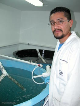 Jesús Mariscal, técnico del Laboratorio comercial de producción de semilla de peces marinos del CICESE.