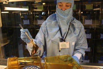 Una técnico del Servicio de Experimentación Animal de Nucleus realiza labores de mantenimiento.