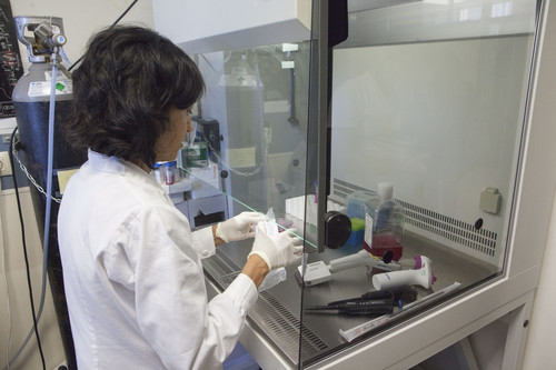 Una investigadora trabaja en el laboratorio. Foto: UJI.