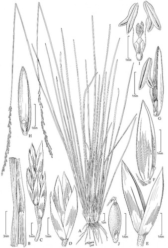 Ilustración que muestra qué diferencia a 'P. laegaardiana' de sus congéneres/Alice R. Tangerini